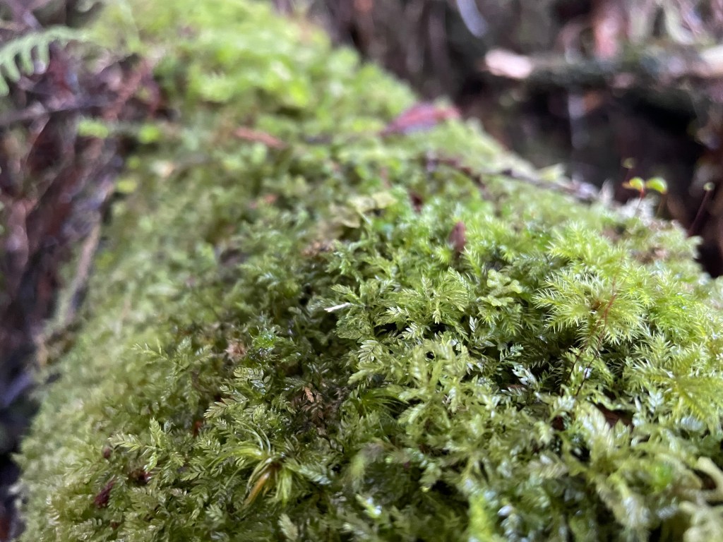 The land that whispered&nbsp;back