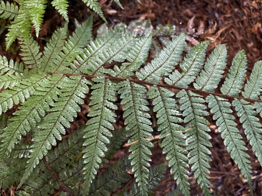 The $0 cabin: When free becomes&nbsp;priceless